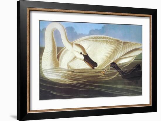 Trumpeter Swan-John James Audubon-Framed Art Print