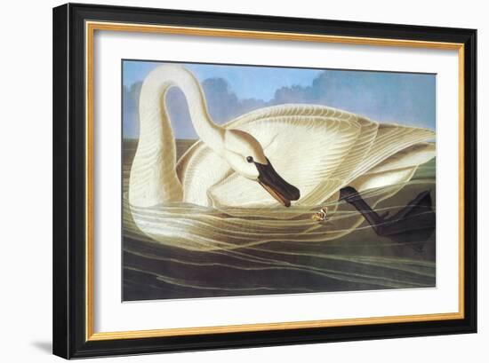 Trumpeter Swan-John James Audubon-Framed Art Print