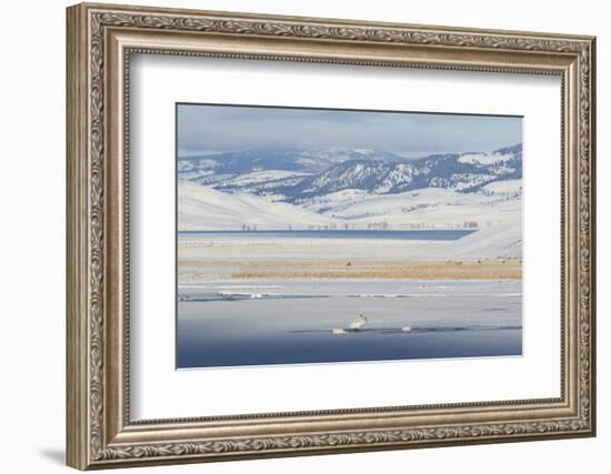 Trumpeter Swans and Elk, Winter Landscape-Ken Archer-Framed Photographic Print