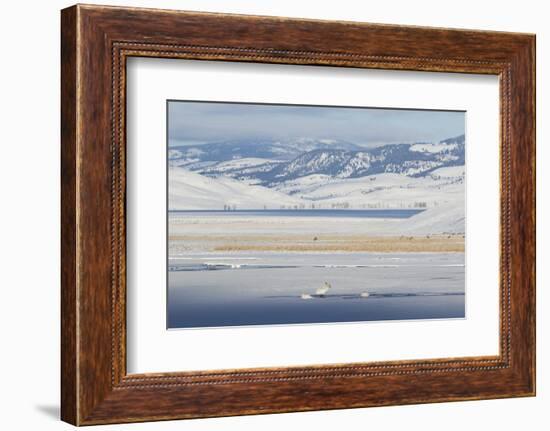 Trumpeter Swans and Elk, Winter Landscape-Ken Archer-Framed Photographic Print