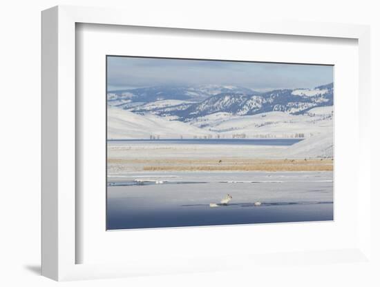 Trumpeter Swans and Elk, Winter Landscape-Ken Archer-Framed Photographic Print
