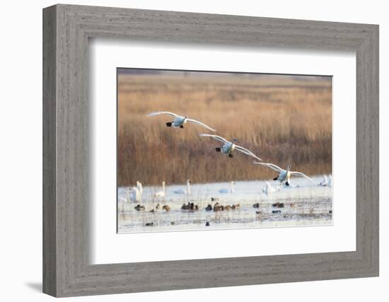 Trumpeter Swans Flying to Wetland, Riverlands Migratory Bird Sanctuary, West Alton, Montana-Richard and Susan Day-Framed Photographic Print