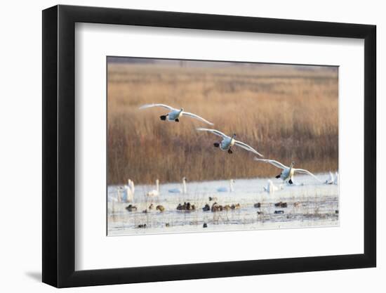 Trumpeter Swans Flying to Wetland, Riverlands Migratory Bird Sanctuary, West Alton, Montana-Richard and Susan Day-Framed Photographic Print