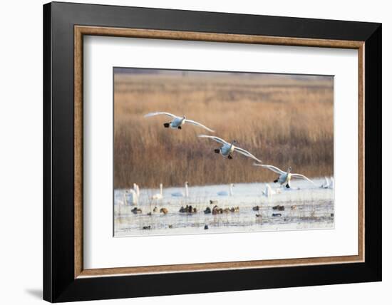 Trumpeter Swans Flying to Wetland, Riverlands Migratory Bird Sanctuary, West Alton, Montana-Richard and Susan Day-Framed Photographic Print