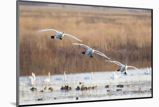 Trumpeter Swans Flying to Wetland, Riverlands Migratory Bird Sanctuary, West Alton, Montana-Richard and Susan Day-Mounted Photographic Print