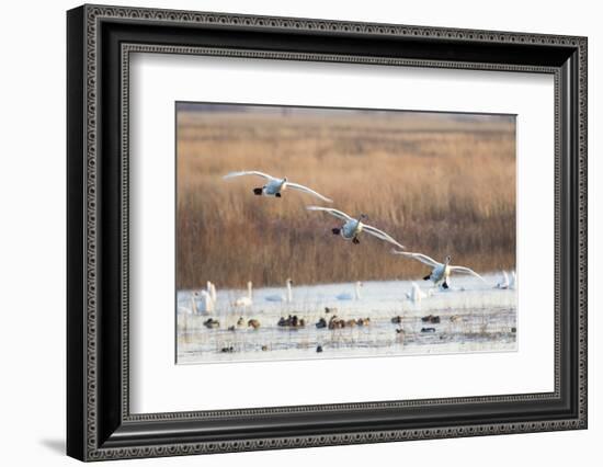 Trumpeter Swans Flying to Wetland, Riverlands Migratory Bird Sanctuary, West Alton, Montana-Richard and Susan Day-Framed Photographic Print