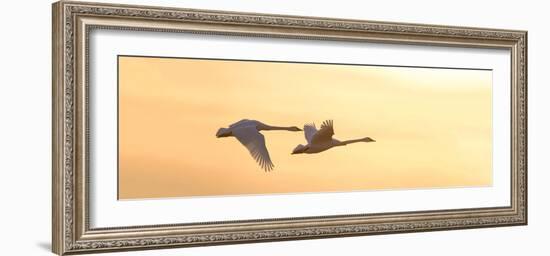 Trumpeter Swans in Flight at Sunset, Riverlands Migratory Bird Sanctuary, West Alton-null-Framed Photographic Print