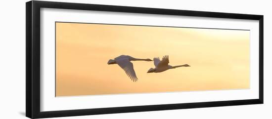 Trumpeter Swans in Flight at Sunset, Riverlands Migratory Bird Sanctuary, West Alton-null-Framed Photographic Print