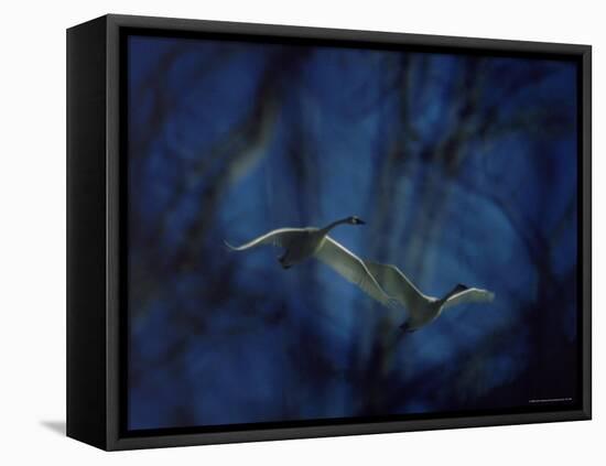 Trumpeter Swans in Flight-Vernon Merritt III-Framed Premier Image Canvas