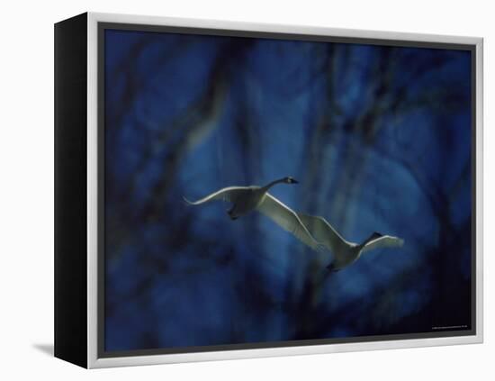 Trumpeter Swans in Flight-Vernon Merritt III-Framed Premier Image Canvas