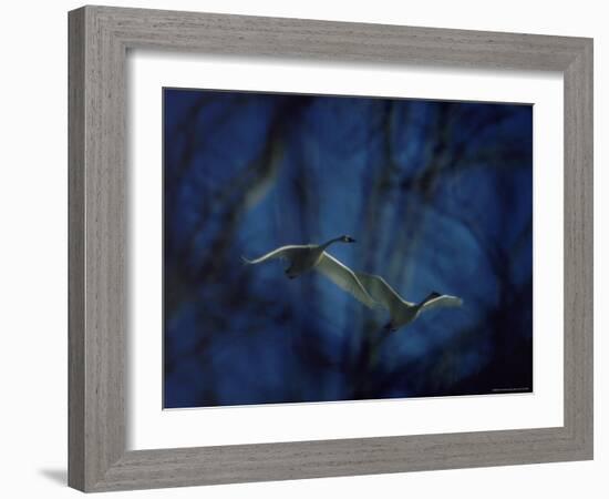 Trumpeter Swans in Flight-Vernon Merritt III-Framed Photographic Print