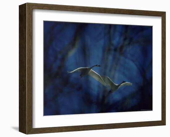 Trumpeter Swans in Flight-Vernon Merritt III-Framed Photographic Print