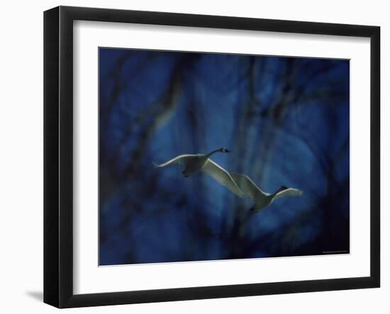 Trumpeter Swans in Flight-Vernon Merritt III-Framed Photographic Print