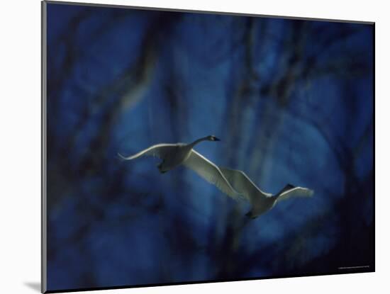 Trumpeter Swans in Flight-Vernon Merritt III-Mounted Photographic Print