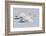 Trumpeter Swans Taking Flight-Ken Archer-Framed Photographic Print