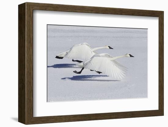 Trumpeter Swans Taking Flight-Ken Archer-Framed Photographic Print