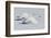 Trumpeter Swans Taking Flight-Ken Archer-Framed Photographic Print