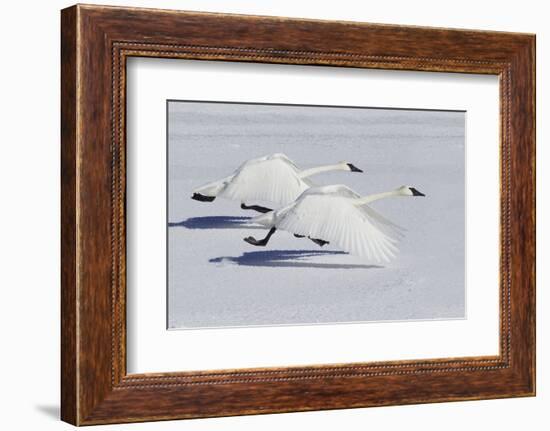 Trumpeter Swans Taking Flight-Ken Archer-Framed Photographic Print