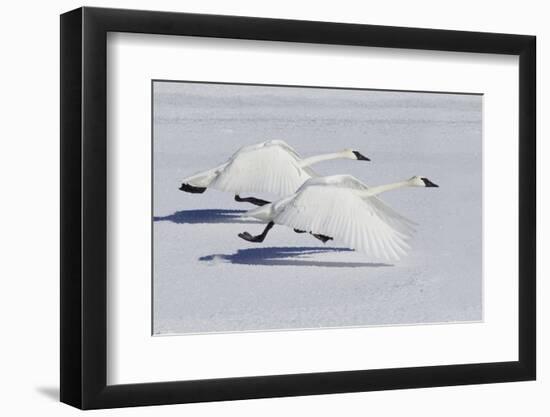 Trumpeter Swans Taking Flight-Ken Archer-Framed Photographic Print