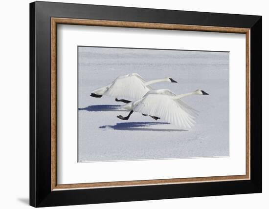 Trumpeter Swans Taking Flight-Ken Archer-Framed Photographic Print