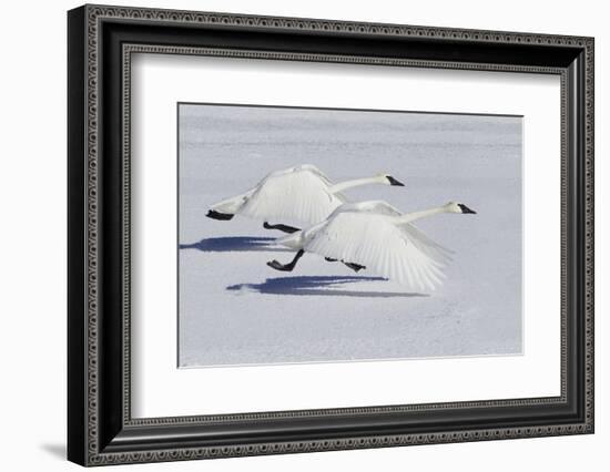 Trumpeter Swans Taking Flight-Ken Archer-Framed Photographic Print