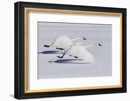Trumpeter Swans Taking Flight-Ken Archer-Framed Photographic Print