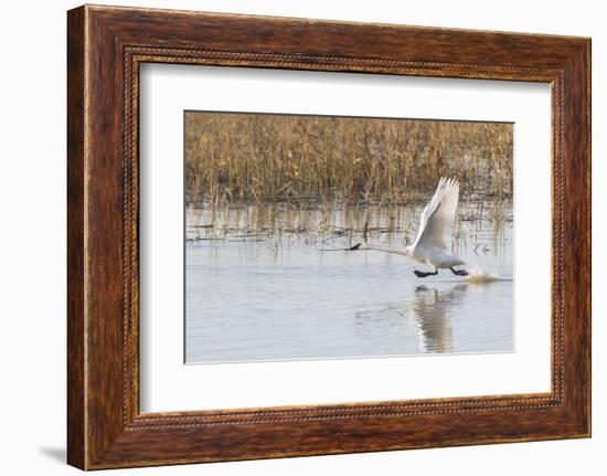 Trumpeter Swans taking off, Riverlands Migratory Bird Sanctuary, St. Charles County, Missouri-Richard & Susan Day-Framed Photographic Print