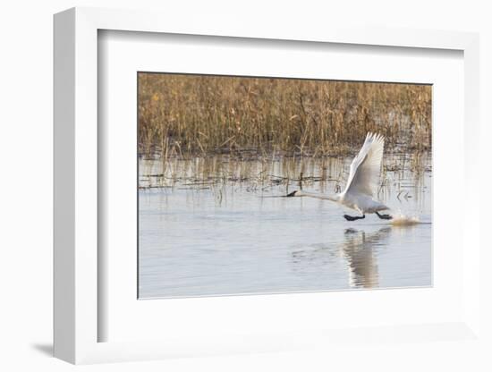 Trumpeter Swans taking off, Riverlands Migratory Bird Sanctuary, St. Charles County, Missouri-Richard & Susan Day-Framed Photographic Print