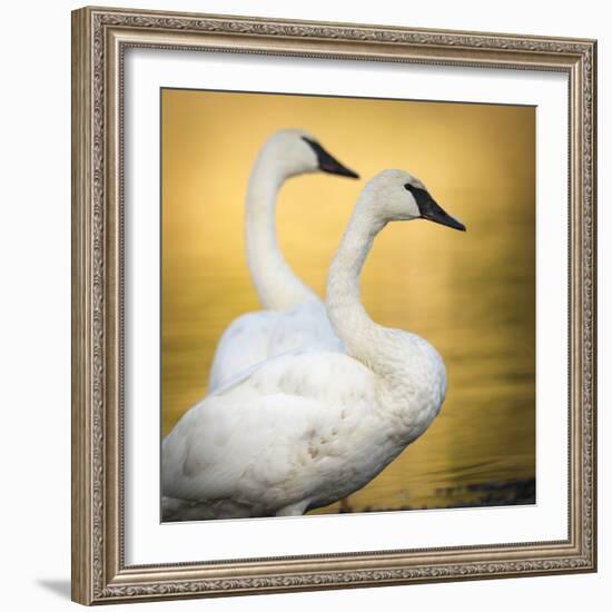 Trumpeter Swans, Yellowstone National Park, Wyoming-Maresa Pryor-Framed Photographic Print