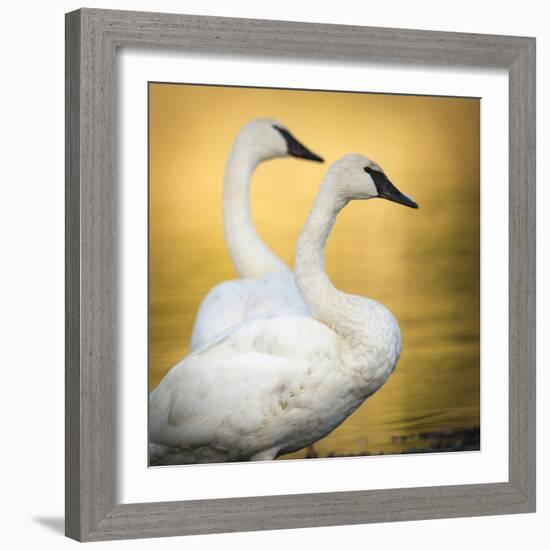 Trumpeter Swans, Yellowstone National Park, Wyoming-Maresa Pryor-Framed Photographic Print