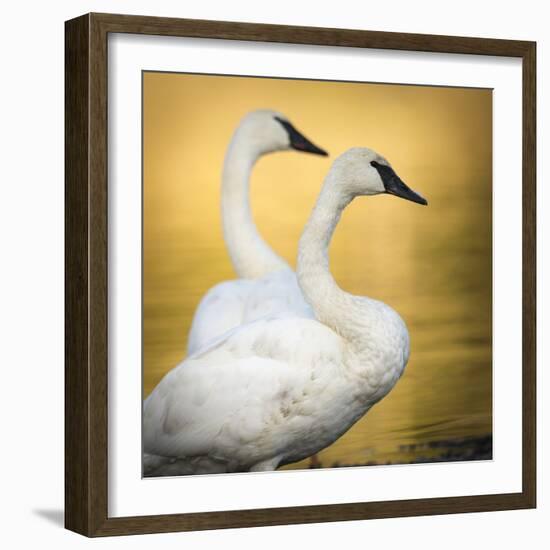 Trumpeter Swans, Yellowstone National Park, Wyoming-Maresa Pryor-Framed Photographic Print