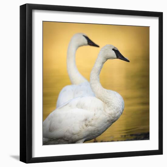 Trumpeter Swans, Yellowstone National Park, Wyoming-Maresa Pryor-Framed Photographic Print