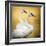 Trumpeter Swans, Yellowstone National Park, Wyoming-Maresa Pryor-Framed Photographic Print