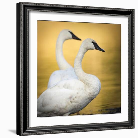 Trumpeter Swans, Yellowstone National Park, Wyoming-Maresa Pryor-Framed Photographic Print