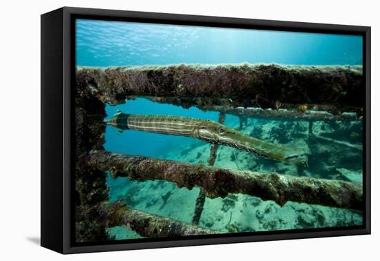 Trumpetfish (Aulostomus Maculatus) on Wreck-Franco Banfi-Framed Premier Image Canvas