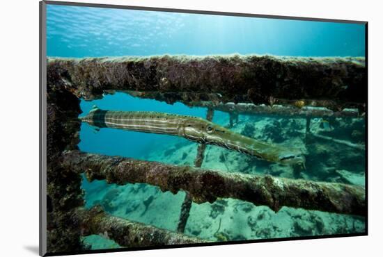 Trumpetfish (Aulostomus Maculatus) on Wreck-Franco Banfi-Mounted Photographic Print