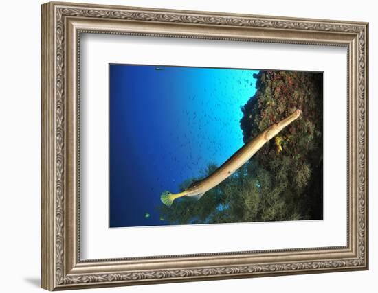 Trumpetfish on the coral drop off, Sulu Sea, Philippines-Pascal Kobeh-Framed Photographic Print