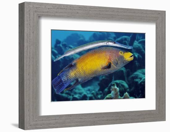 Trumpetfish using a Spanish Hogfish as a 'stalking horse'. Bonaire, Leeward Antilles, Caribbean-Linda Pitkin-Framed Photographic Print