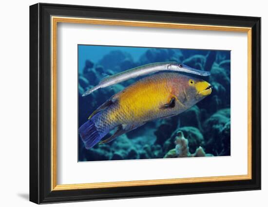 Trumpetfish using a Spanish Hogfish as a 'stalking horse'. Bonaire, Leeward Antilles, Caribbean-Linda Pitkin-Framed Photographic Print