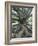 Trunk and Roots of a Tree in Domain Park, Auckland, North Island, New Zealand, Pacific-Jeremy Bright-Framed Photographic Print