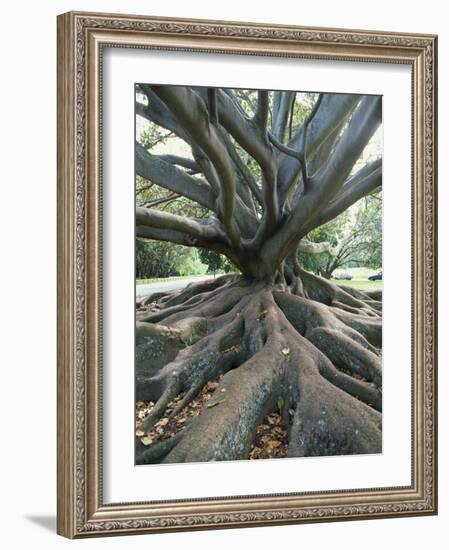 Trunk and Roots of a Tree in Domain Park, Auckland, North Island, New Zealand, Pacific-Jeremy Bright-Framed Photographic Print