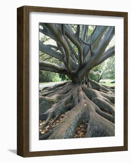 Trunk and Roots of a Tree in Domain Park, Auckland, North Island, New Zealand, Pacific-Jeremy Bright-Framed Photographic Print