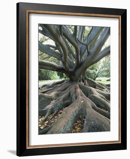 Trunk and Roots of a Tree in Domain Park, Auckland, North Island, New Zealand, Pacific-Jeremy Bright-Framed Photographic Print