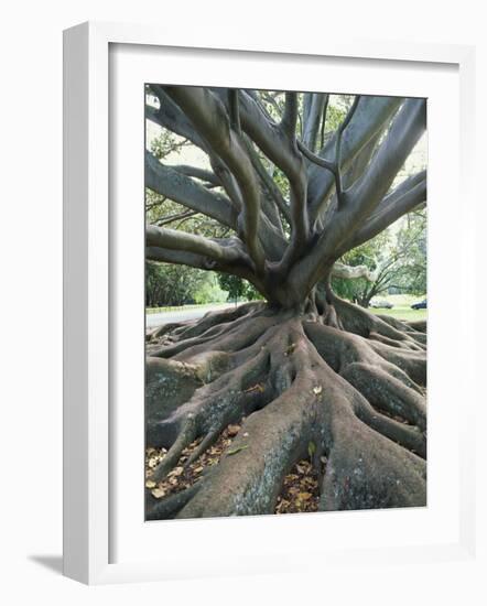 Trunk and Roots of a Tree in Domain Park, Auckland, North Island, New Zealand, Pacific-Jeremy Bright-Framed Photographic Print