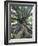 Trunk and Roots of a Tree in Domain Park, Auckland, North Island, New Zealand, Pacific-Jeremy Bright-Framed Photographic Print