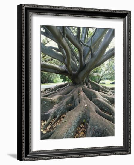 Trunk and Roots of a Tree in Domain Park, Auckland, North Island, New Zealand, Pacific-Jeremy Bright-Framed Photographic Print