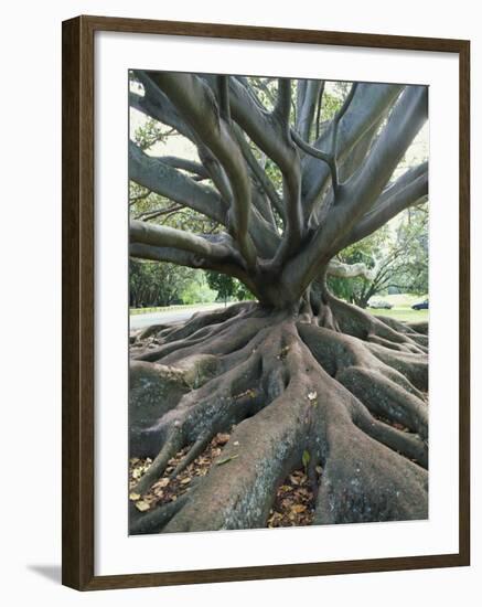 Trunk and Roots of a Tree in Domain Park, Auckland, North Island, New Zealand, Pacific-Jeremy Bright-Framed Photographic Print