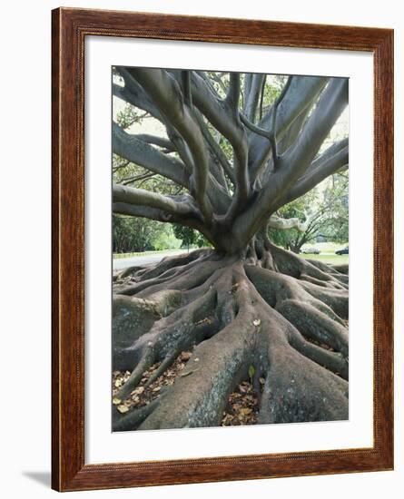 Trunk and Roots of a Tree in Domain Park, Auckland, North Island, New Zealand, Pacific-Jeremy Bright-Framed Photographic Print