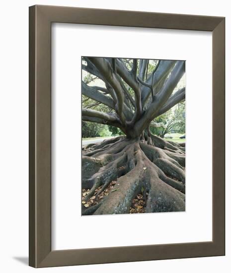 Trunk and Roots of a Tree in Domain Park, Auckland, North Island, New Zealand, Pacific-Jeremy Bright-Framed Photographic Print