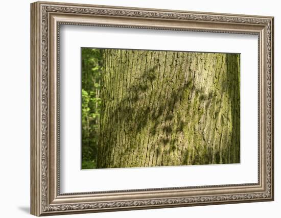 Trunk, bark structure-Roland T. Frank-Framed Photographic Print